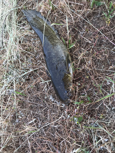 イワトコナマズの釣果