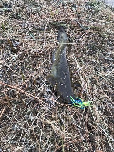 イワトコナマズの釣果