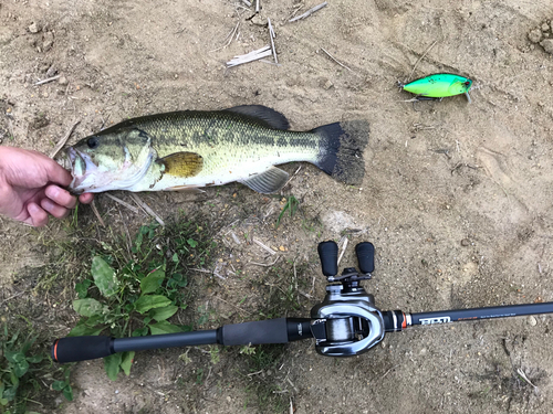 ブラックバスの釣果