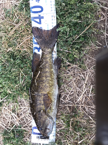 スモールマウスバスの釣果