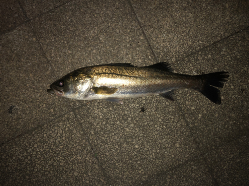 フッコ（マルスズキ）の釣果