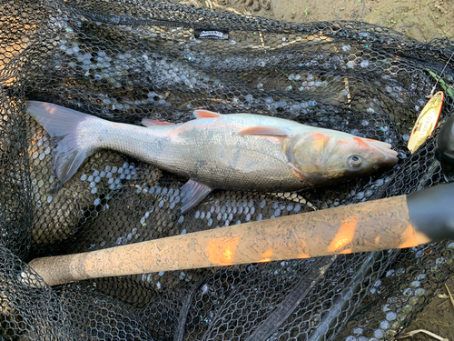 ウグイの釣果