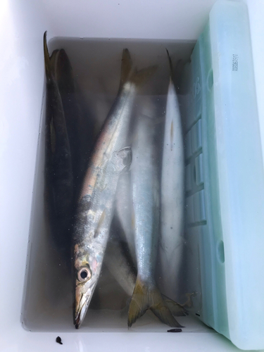 カマスの釣果