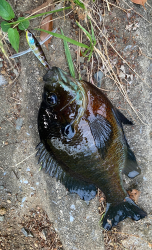 ブラックバスの釣果