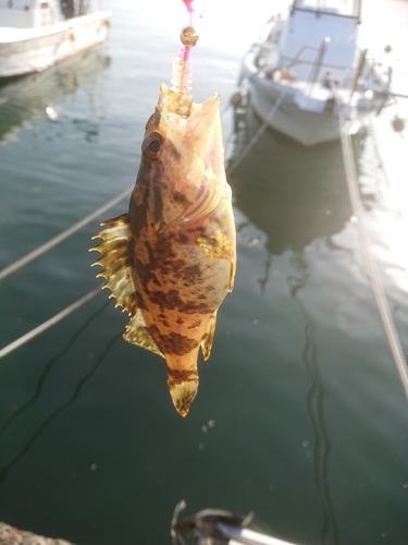 タケノコメバルの釣果