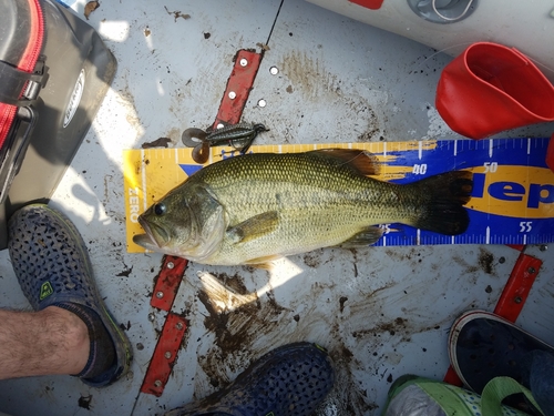 ブラックバスの釣果