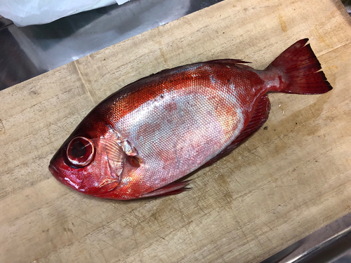 ホウセキキントキの釣果