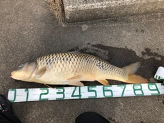 ニゴイの釣果