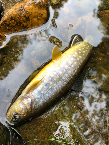 エゾイワナの釣果