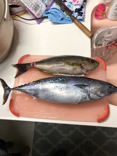 スマガツオの釣果