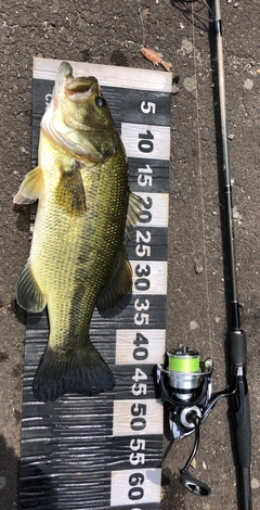 ブラックバスの釣果