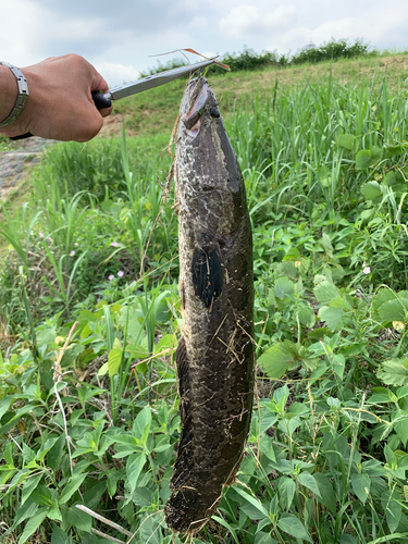 ライギョの釣果