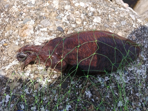 コウイカの釣果