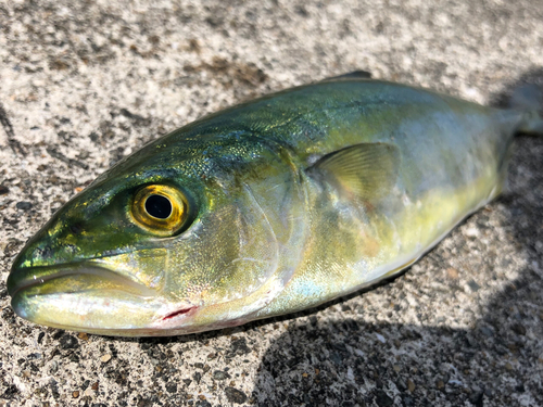 ツバスの釣果