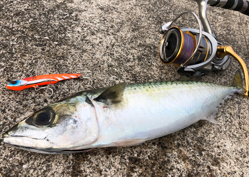 マサバの釣果