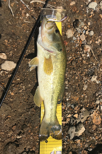 ラージマウスバスの釣果