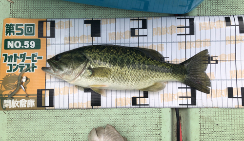 ブラックバスの釣果