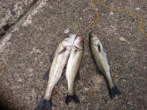 シーバスの釣果