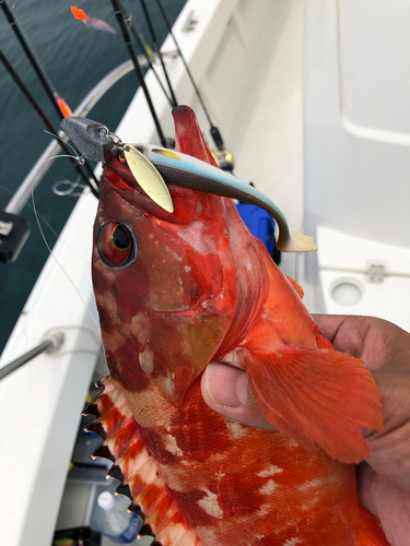 アカハタの釣果