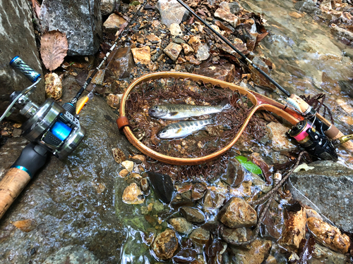 イワナの釣果