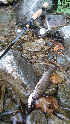 イワナの釣果