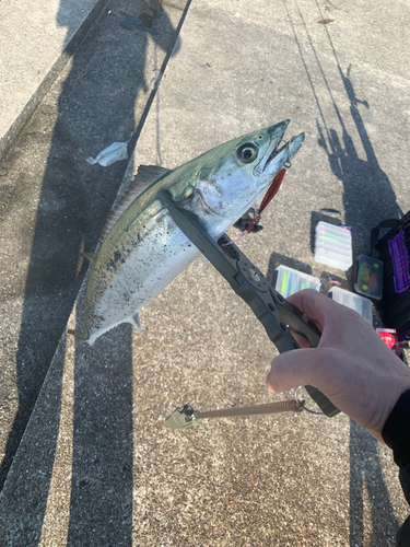 サゴシの釣果