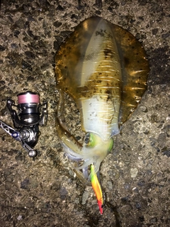 アオリイカの釣果