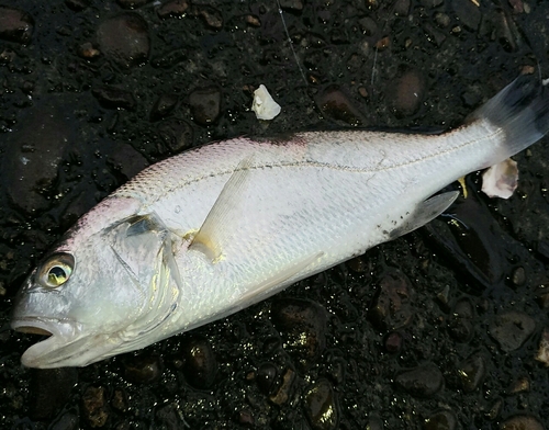 ニベの釣果