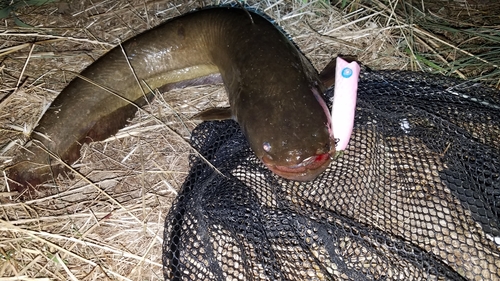 ナマズの釣果