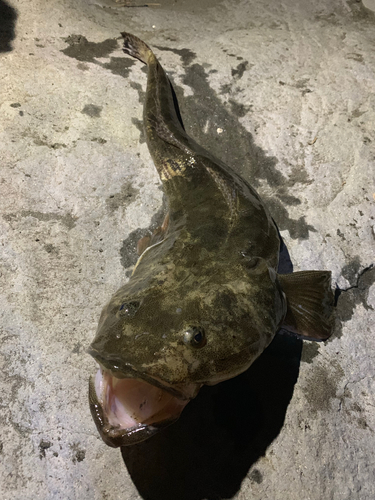 マゴチの釣果