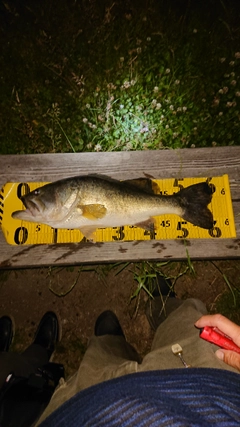 ブラックバスの釣果