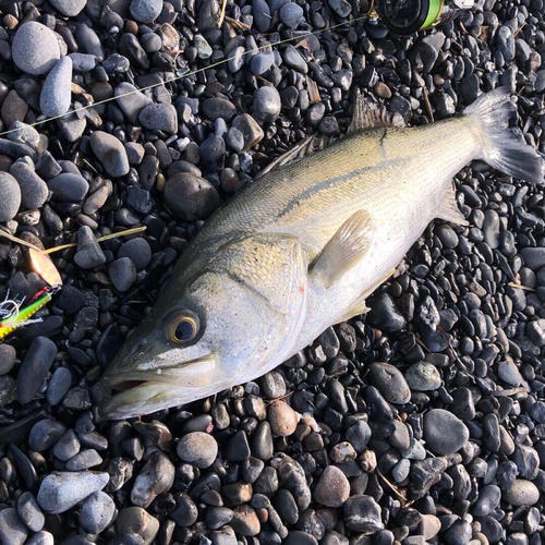 マルスズキの釣果