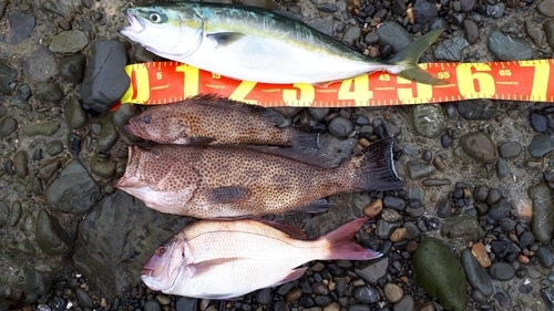 オオモンハタの釣果