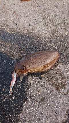 コウイカの釣果