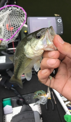 ラージマウスバスの釣果