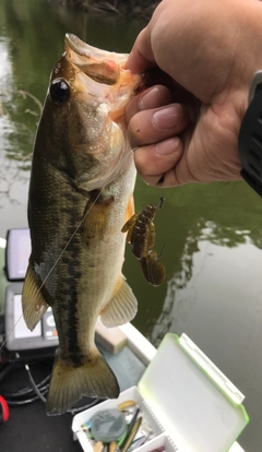 ラージマウスバスの釣果