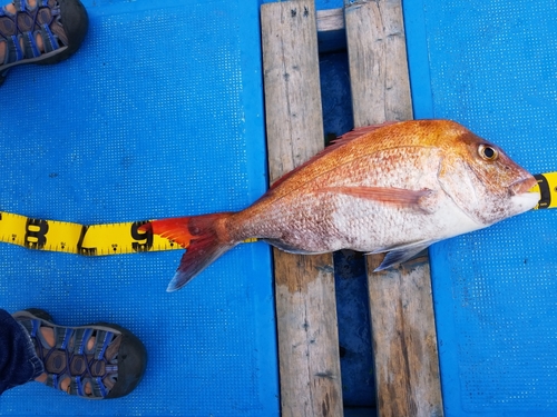 マダイの釣果