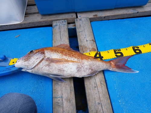 マダイの釣果