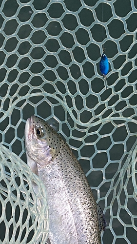 ニジマスの釣果