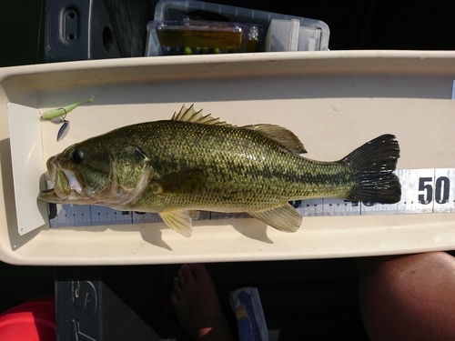 ブラックバスの釣果