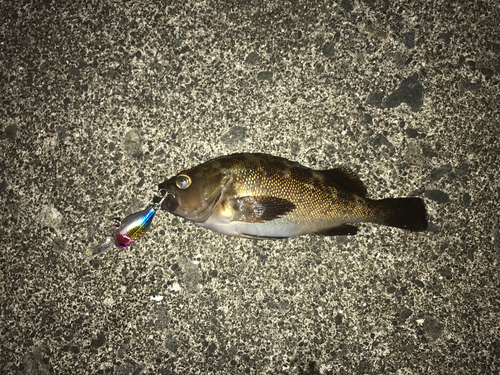 エゾメバルの釣果