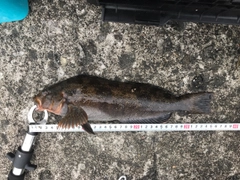 アイナメの釣果