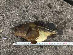 シマソイの釣果