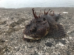 トウベツカジカの釣果