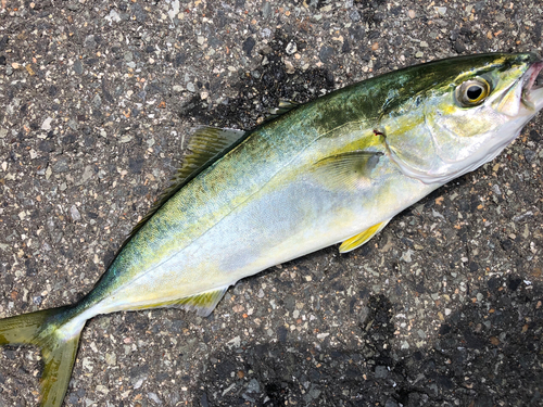 ツバスの釣果