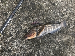 アイナメの釣果