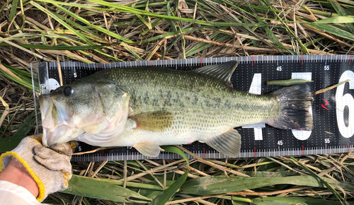 ブラックバスの釣果