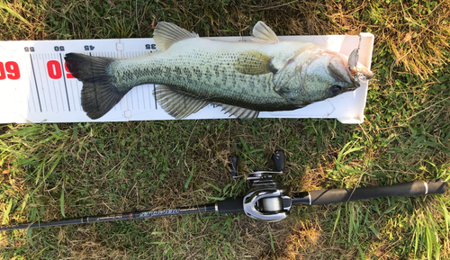 ブラックバスの釣果