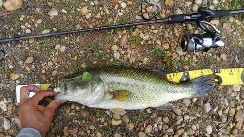 ブラックバスの釣果