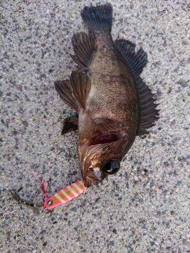 メバルの釣果